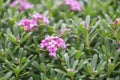 Daphne Spring Pink Eternal Fragrance, Daphne x transatlantica, flowering shrub